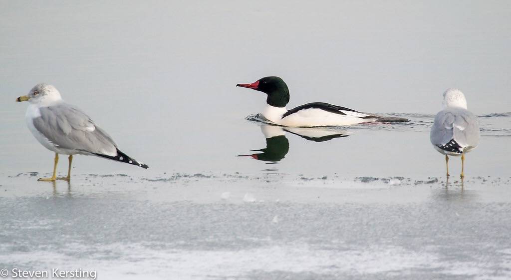 Common Merganser Male by skersting66 is licensed under CC BY-NC-ND 2.0